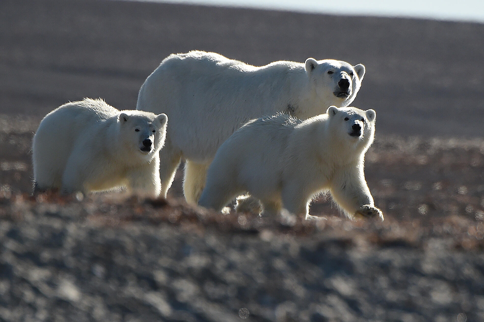 No-1603-Bellot strait.jpg