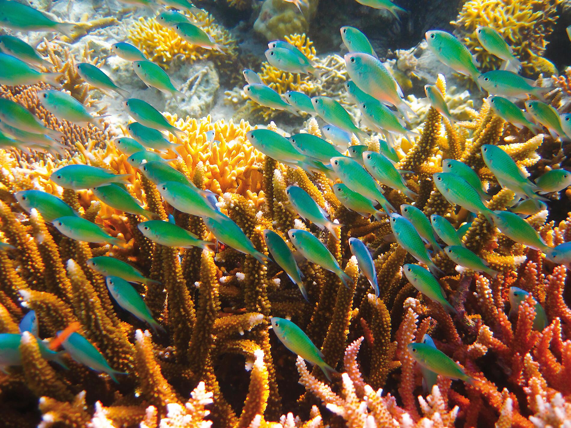02-08-06-01-02-Istockphoto-Colorful_coral_reef-Mal.JPEG