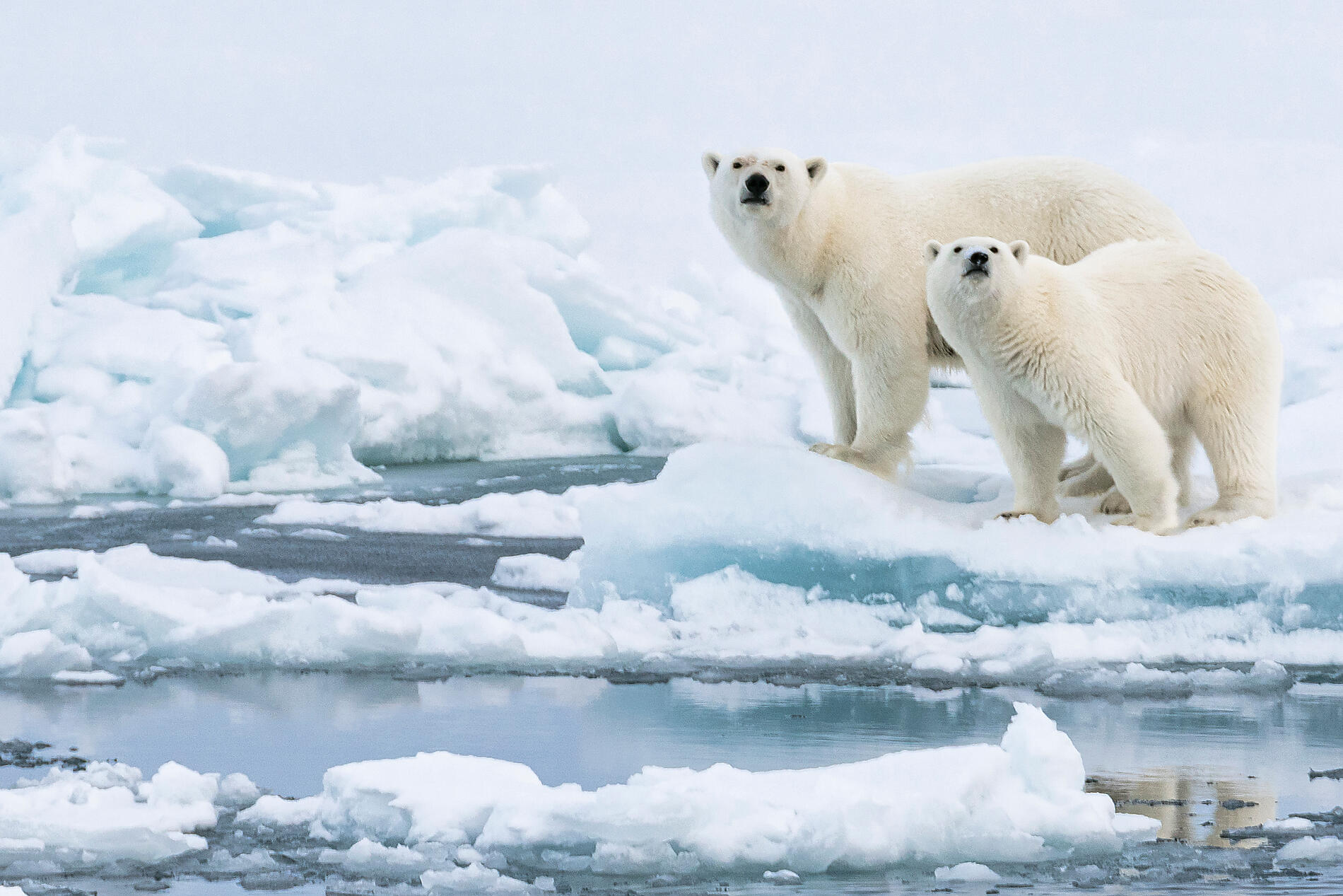 145_Ours-et-petit_banquise_CDT-Charcot©StudioPONANT-Olivier Blaud.jpg