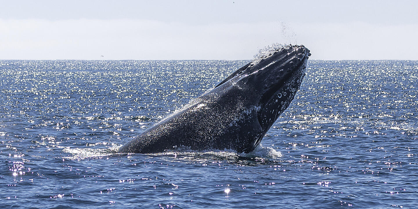 Baja and the Sea of Cortez: In Search of the Great Whales – with Smithsonian Journeys Baja and the Sea of Cortez: In Search of the Great Whales – with Smithsonian Journeys