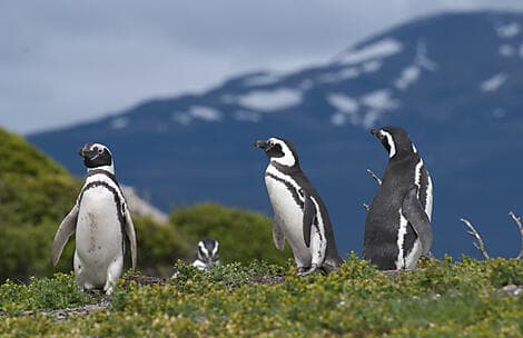 Mar 16, 28 - Camarones