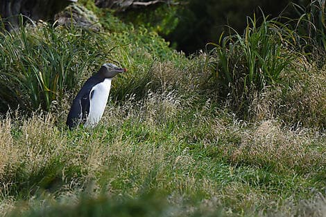 Jan 2, 27 - Enderby Island, Auckland Islands