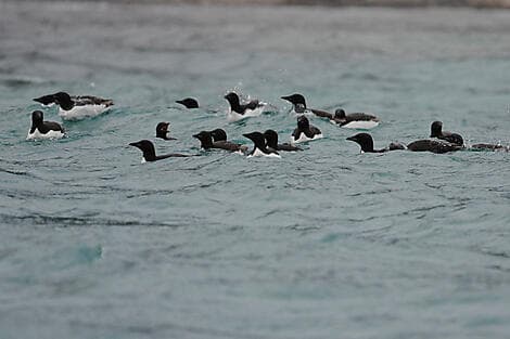 Jun 9, 26 - Isbukta, Spitsbergen