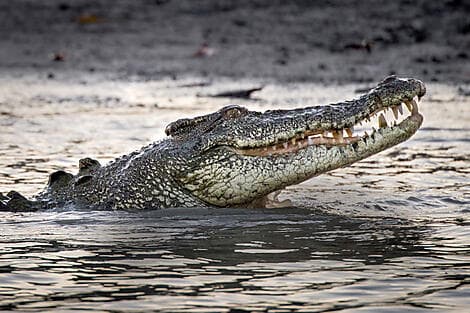 Jun 16, 27 - Darwin