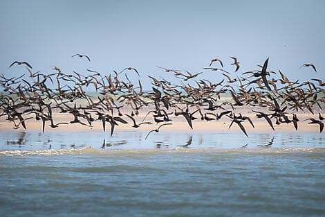 Jun 25, 27 - Lacepede Islands