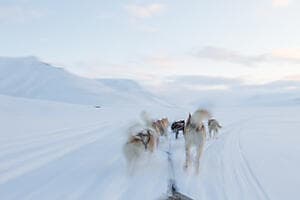 Dog sledding