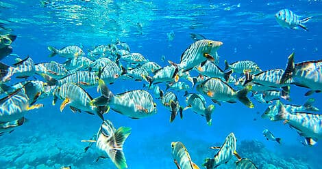 Nov 16, 26 - Mataiva, Tuamotu Islands