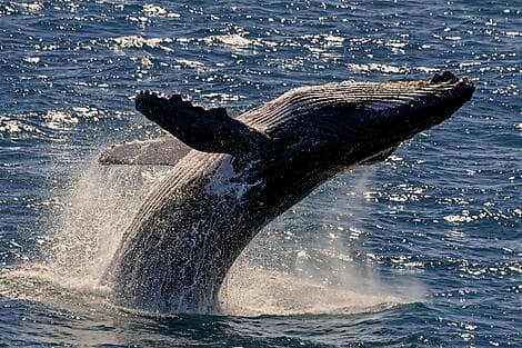 Jul 17, 26 - Húsavík