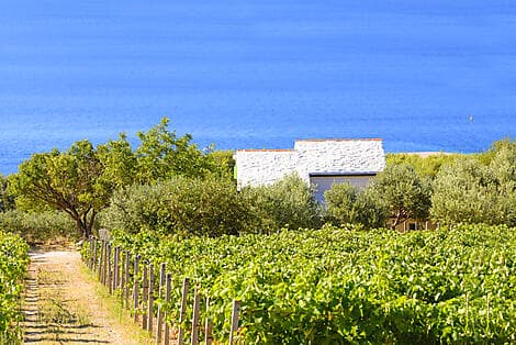 Aug 5, 26 - Pucisca, Brac Island