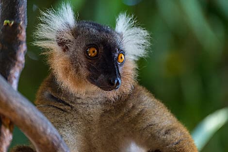 Mar 11, 26 - Nosy Komba