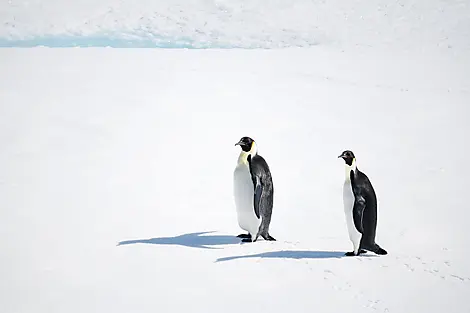 Nov 28, 25 > Dec 3, 25 - The Weddell Sea exploration