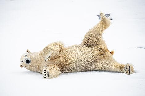 Jul 5, 27 - Exploration of North-East Greenland