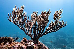 Ocean Adventure: Snorkelling & Boat Excursion