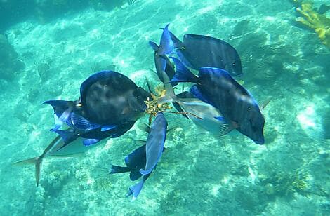 Mar 17, 26 - Norman Island