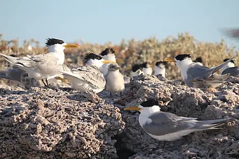 Aug 6, 27 - Abrolhos Islands Marine Park