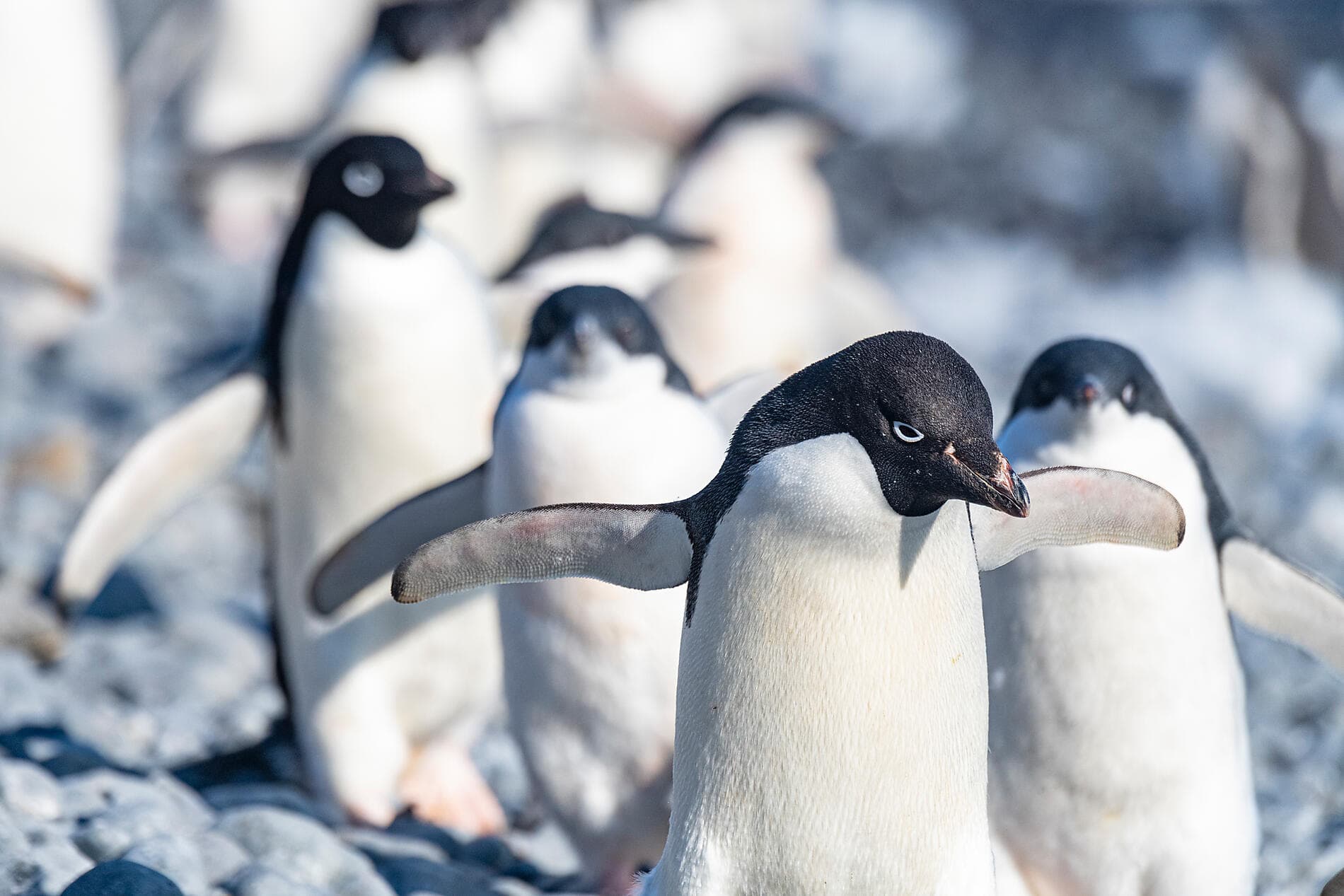 Journey to Austral Lands and Valdes Peninsula 