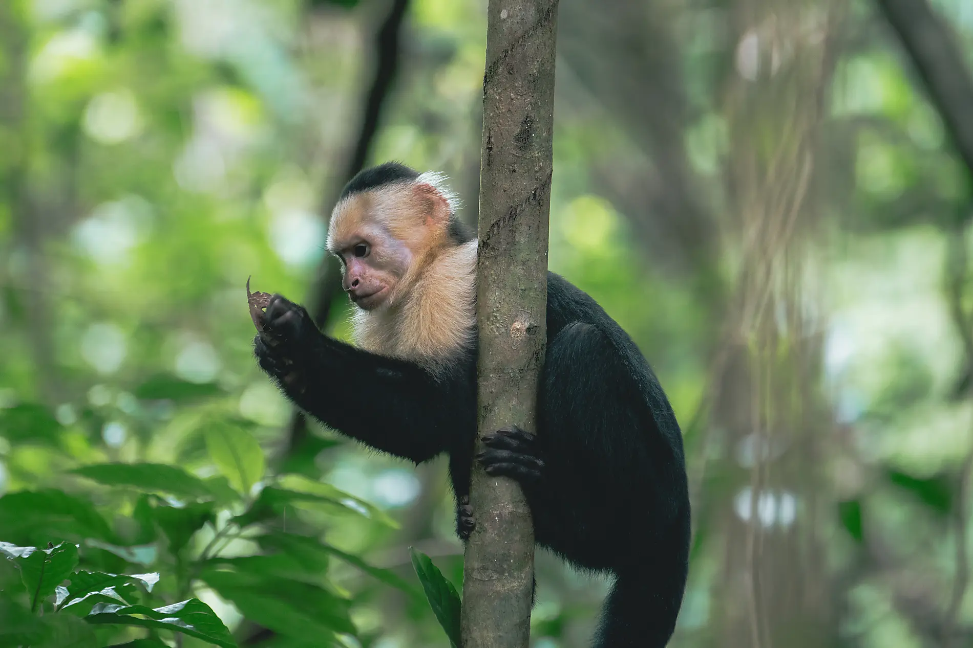 A Tropical Odyssey in Central America 
