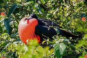 The frigatebirds of Barbuda