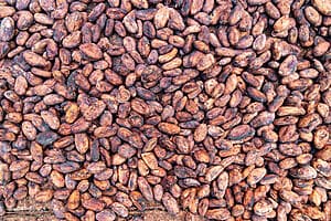 Ngabe village and chocolate plantation