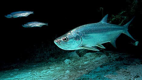 Dec 31, 26 - Kere, Bissagos