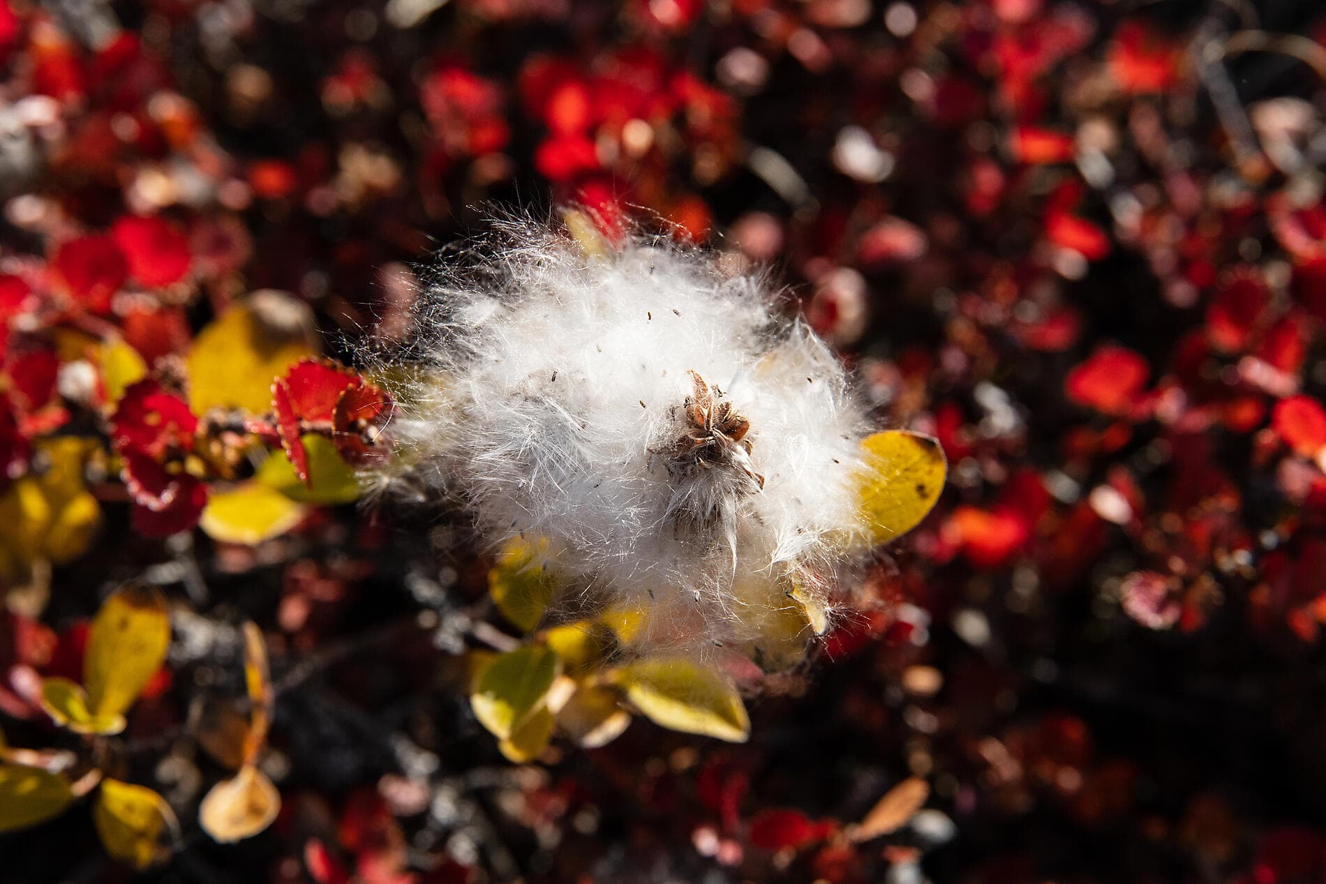The Geographic North Pole and the east coast of Greenland