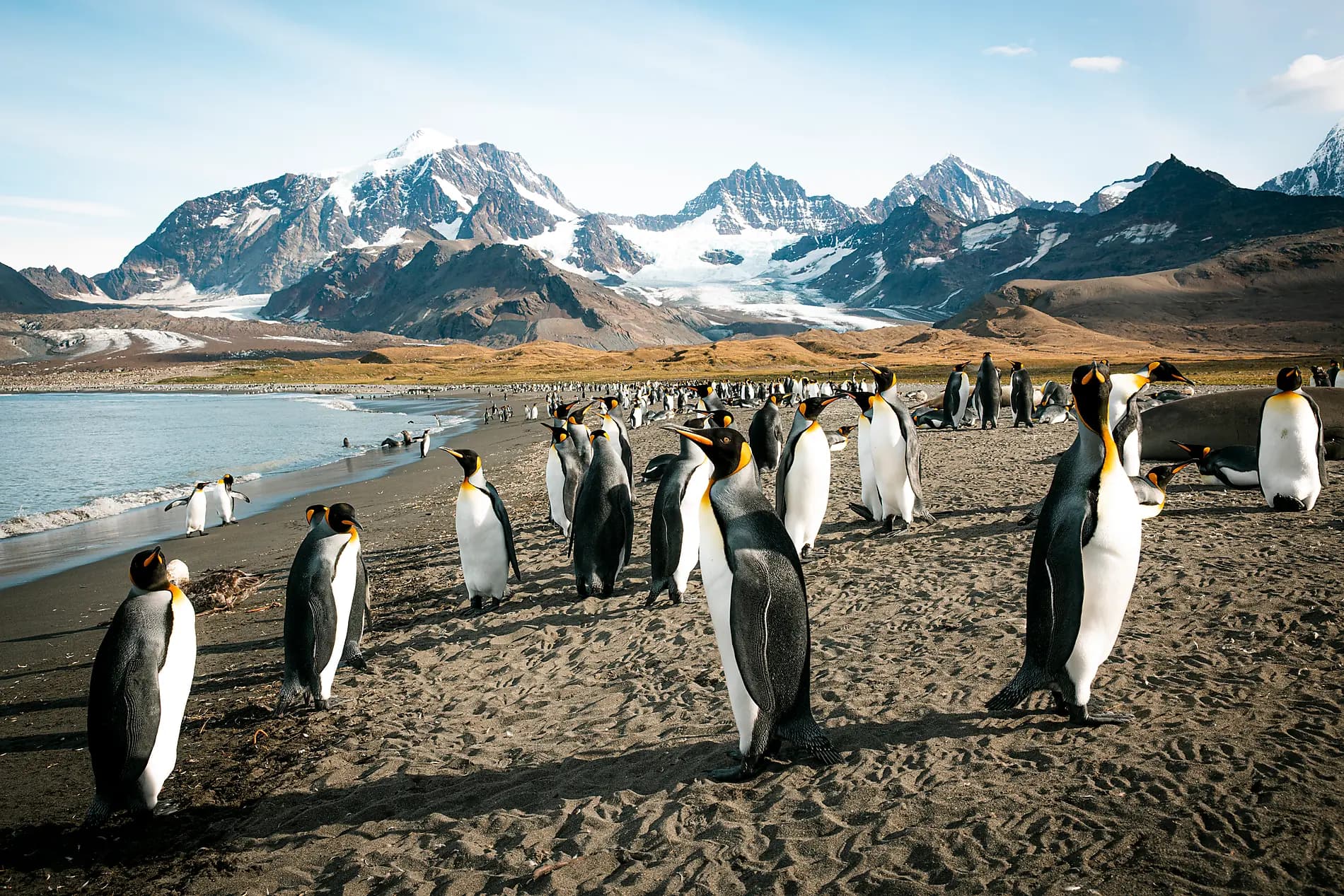 The Great Austral Loop