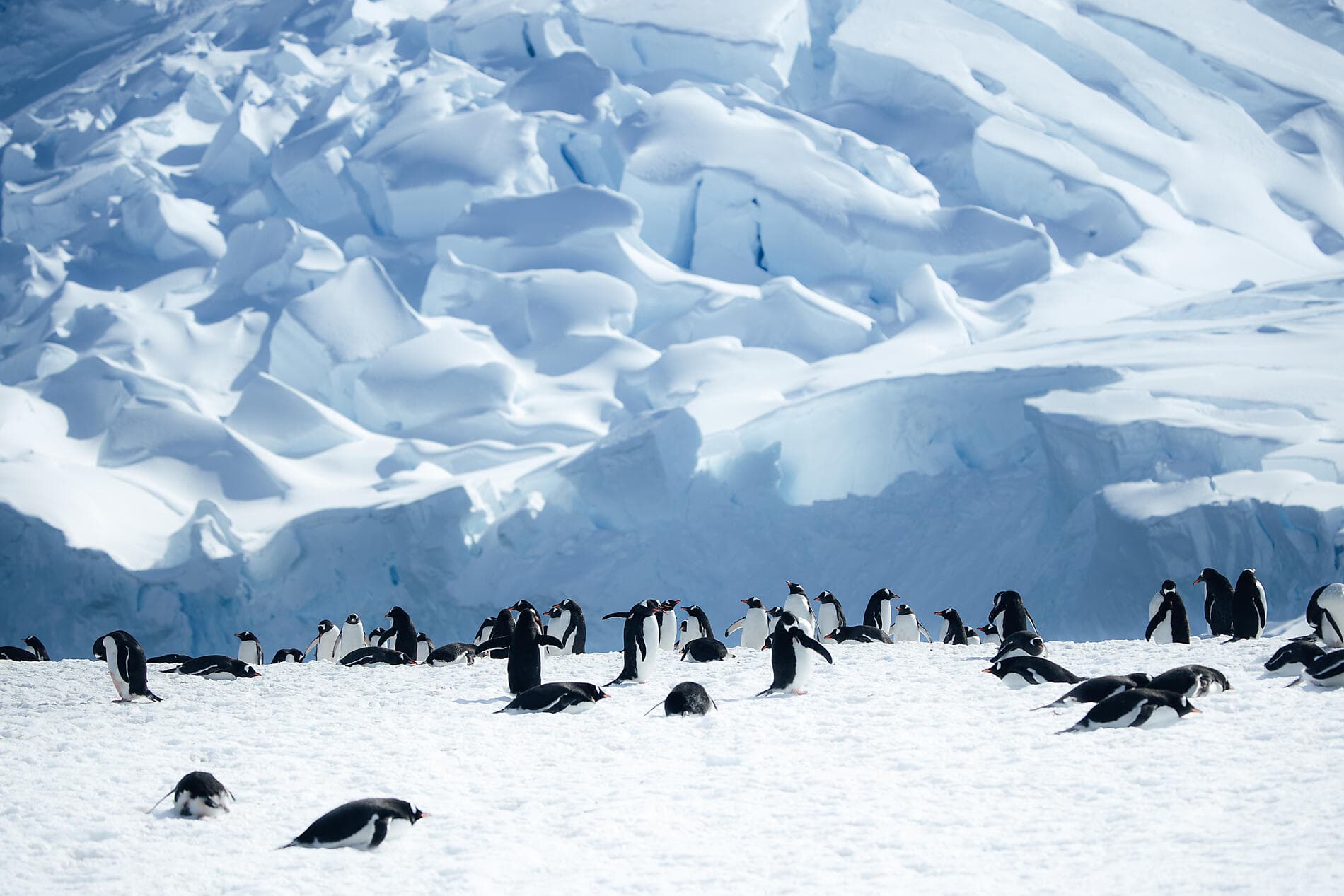 Emblematic Antarctica 