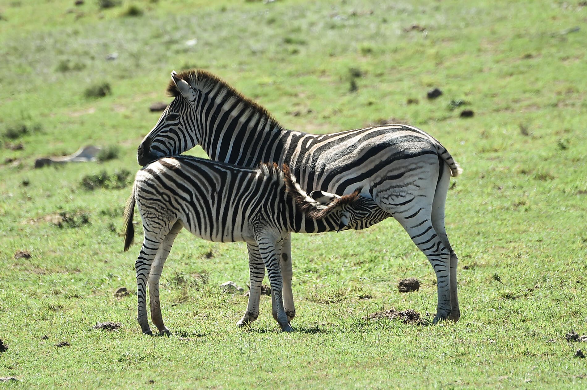 Madagascar & South Africa 