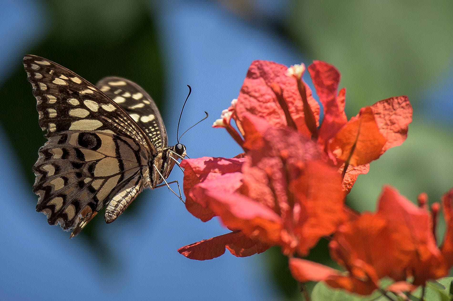 Tropical Odyssey between North East Australia and Indonesia 