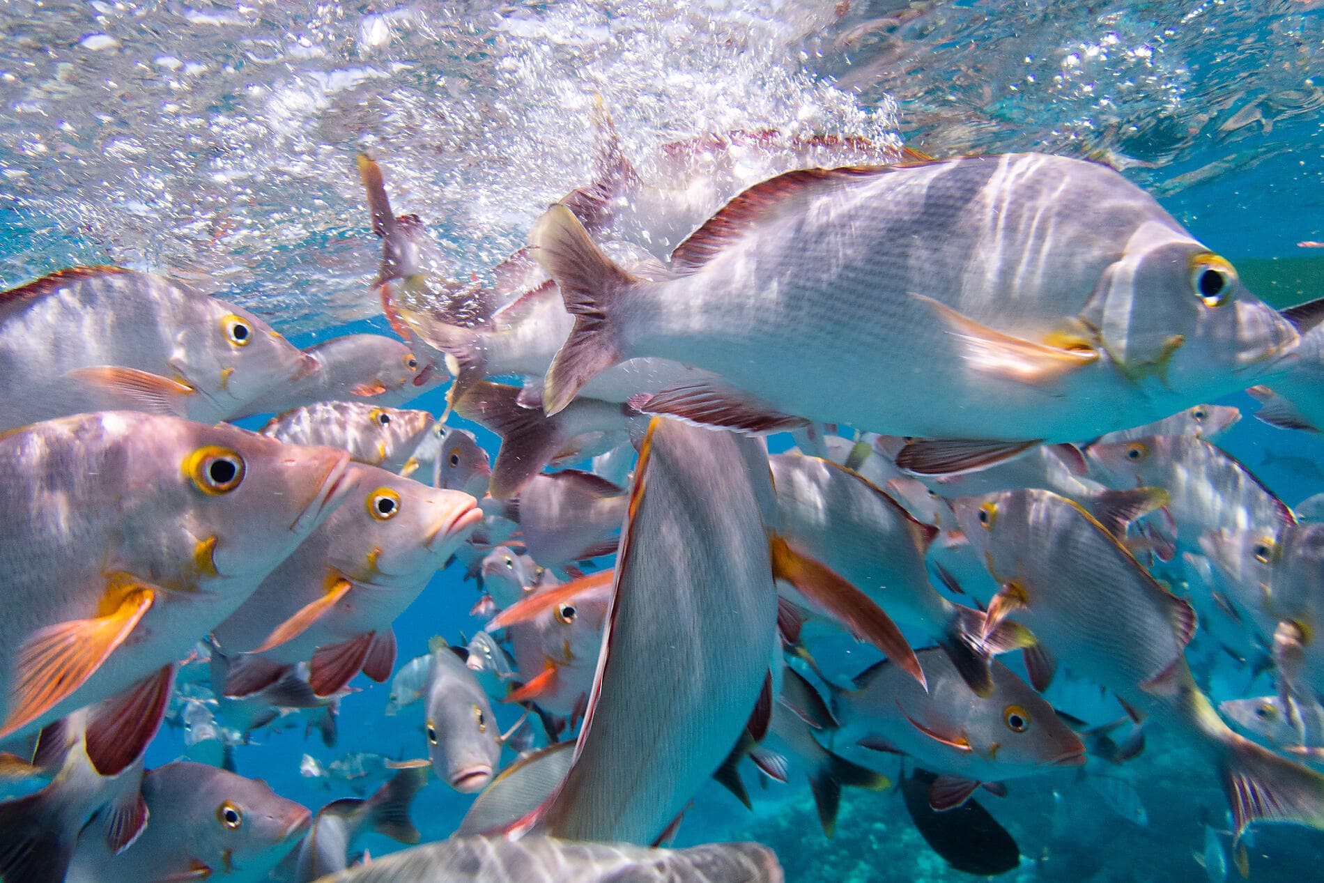 Secret Polynesia from the Society to the Austral Islands