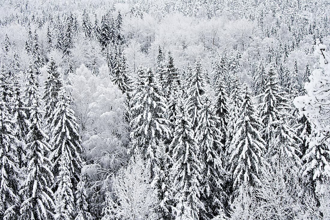 Finnish wilderness and Nordic culture in Helsinki (1 night)