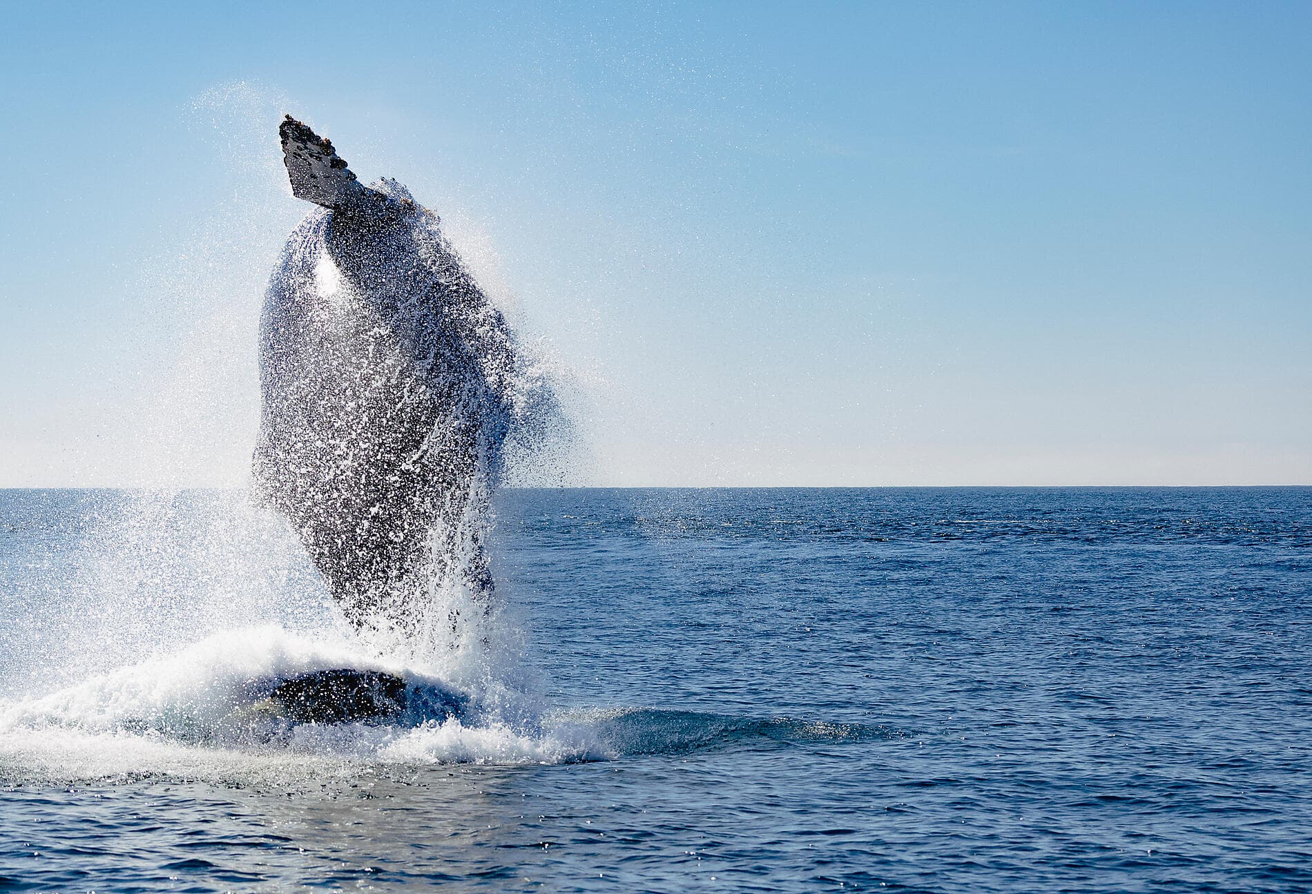 Baja and the Sea of Cortez: In Search of the Great Whales – with Smithsonian Journeys