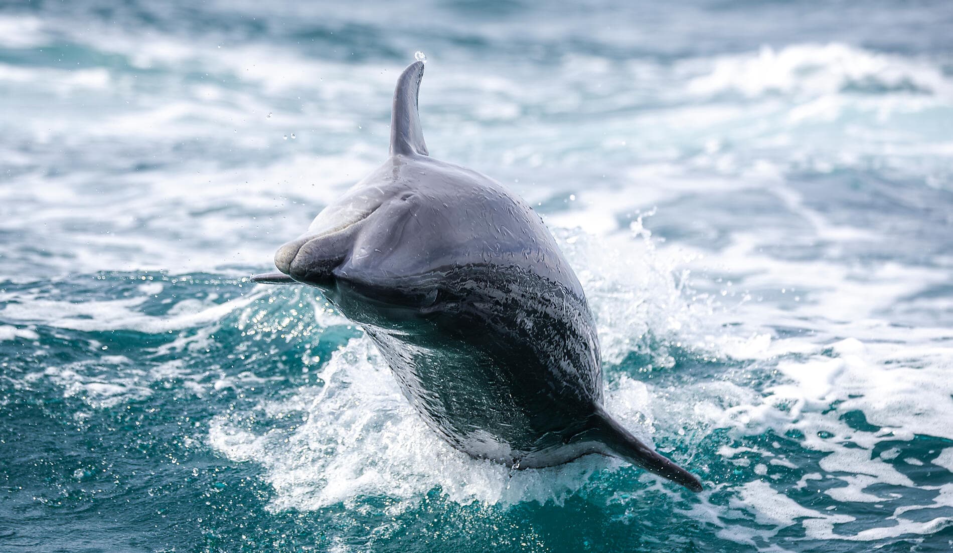 Baja and the Sea of Cortez: In Search of the Great Whales – with Smithsonian Journeys