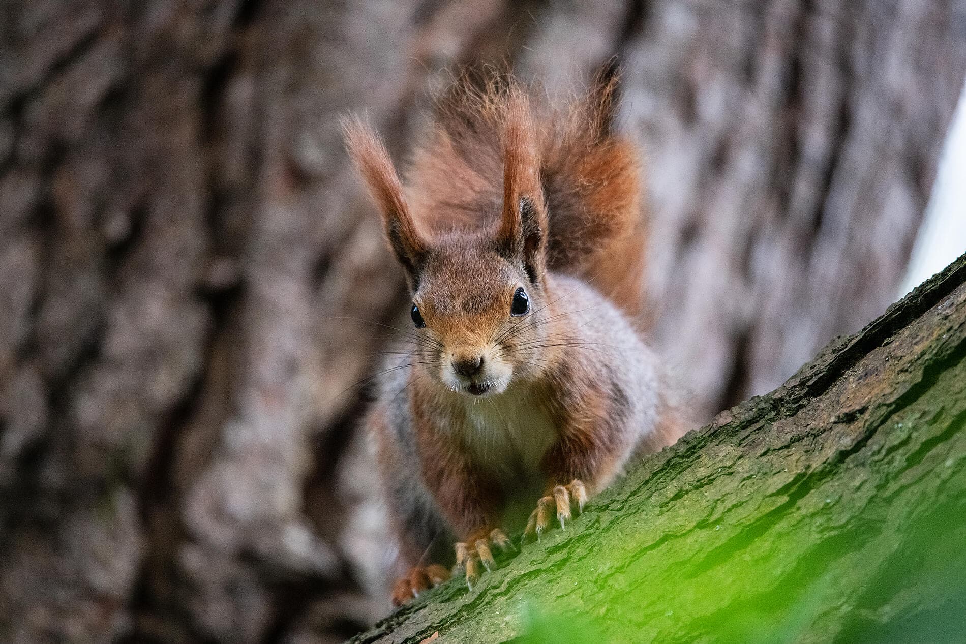British archipelagos and Celtic shores 