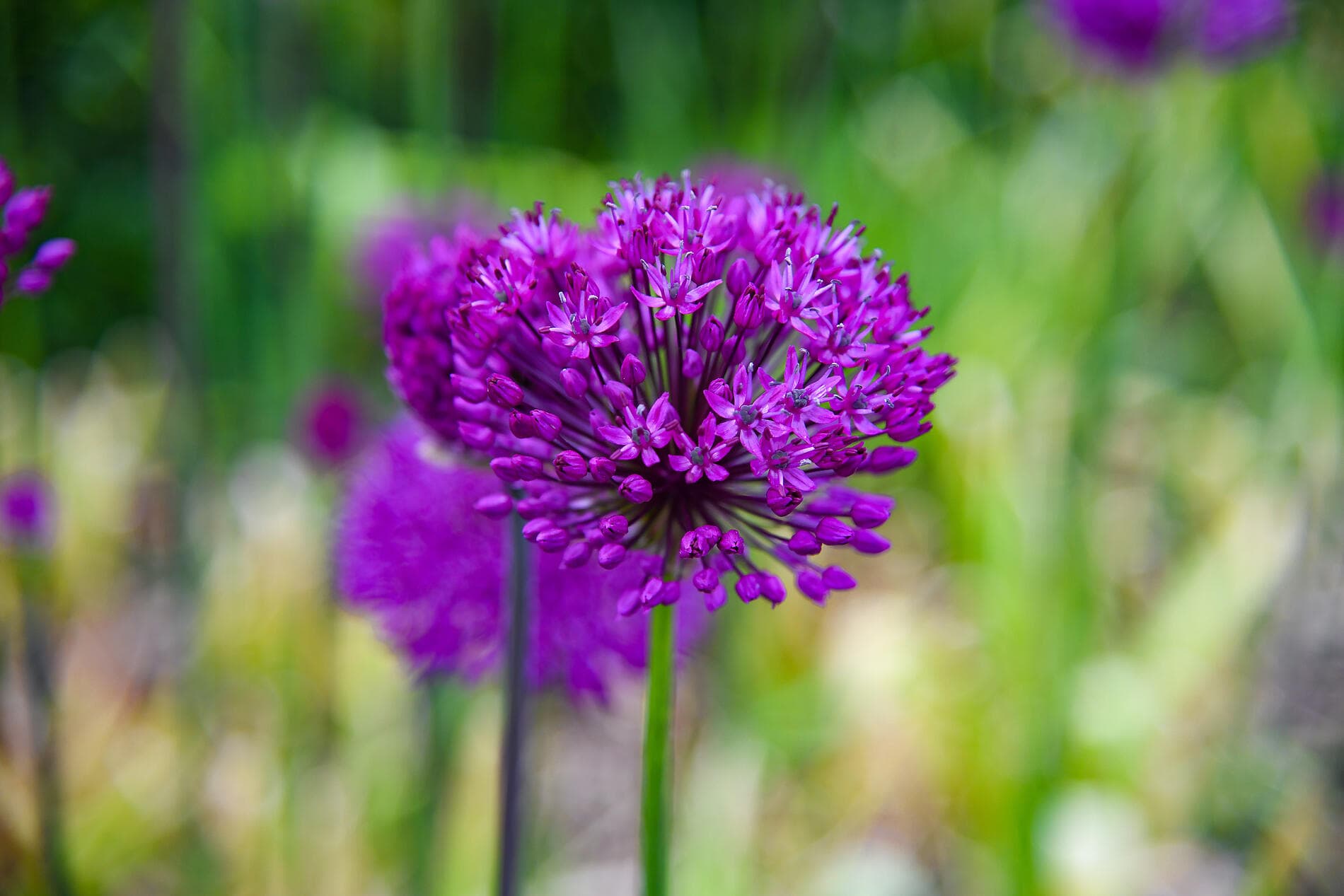 From Ireland to Scotland: A Journey through Celtic Lands