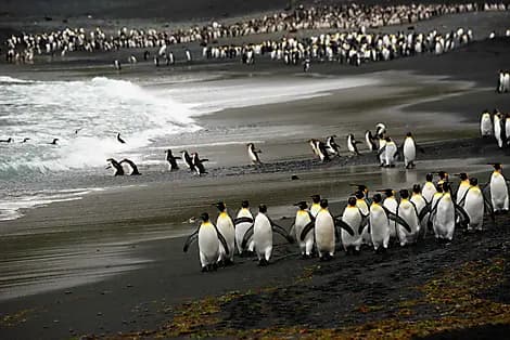 Jan 4, 27 > Jan 5, 27 - Macquarie Island
