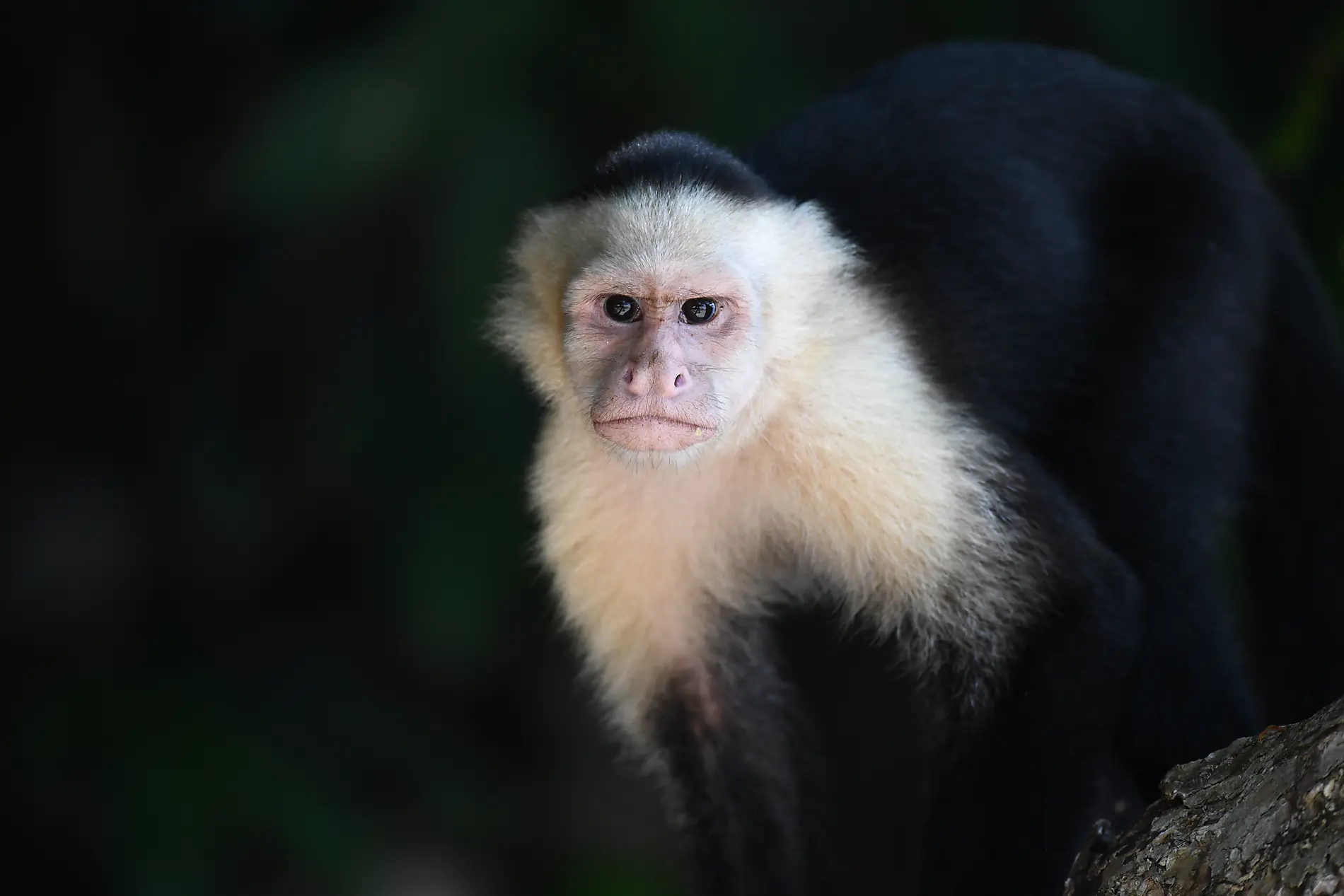 From Panama’s wild beauty to Peruvian shores 