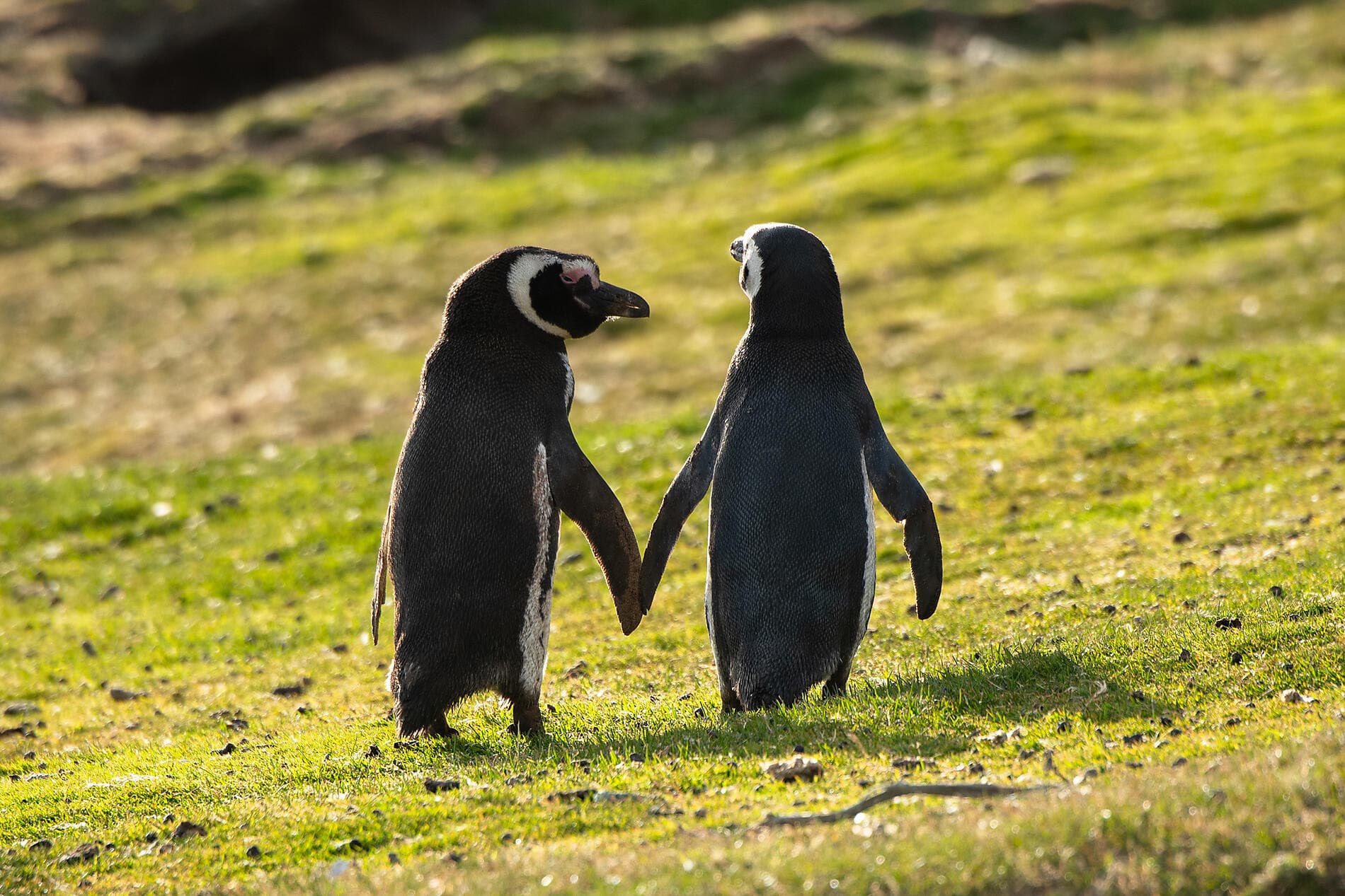 The Great Austral Loop