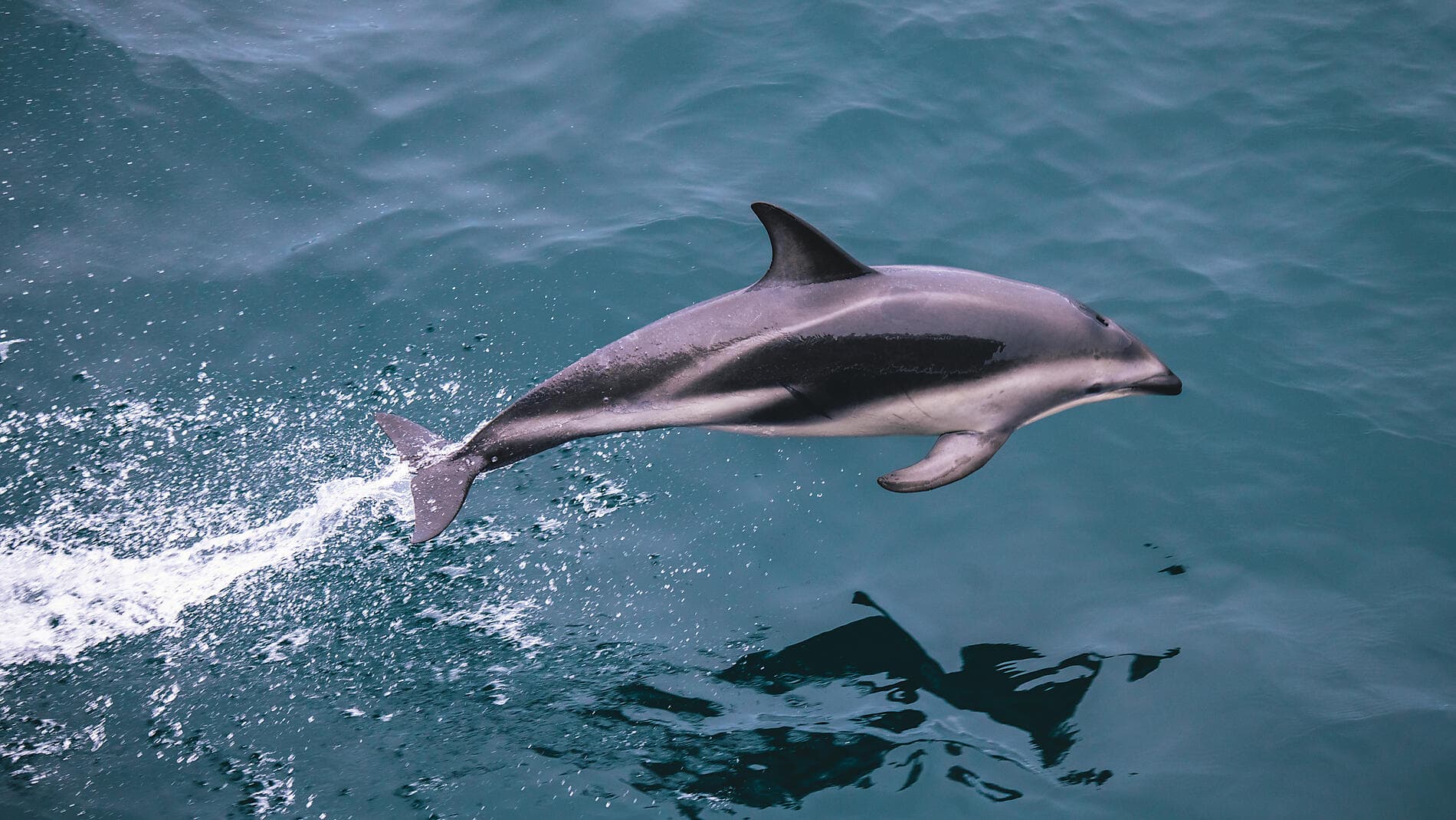 Falklands, South Georgia & Valdes Peninsula: in the Heart of the Wilderness 