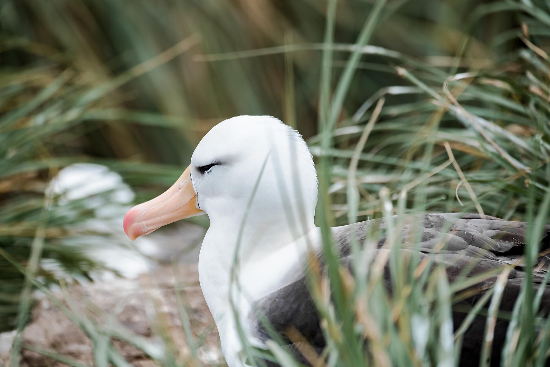 Falklands, South Georgia & Valdes Peninsula: in the Heart of the Wilderness 