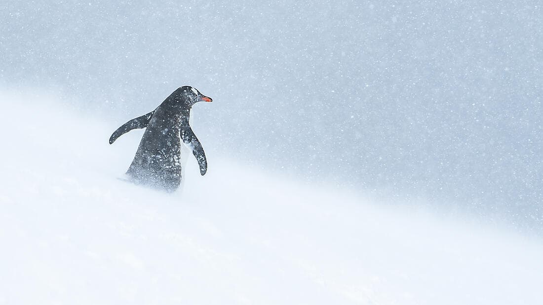 Unexplored Eastern Antarctica between Two Continents