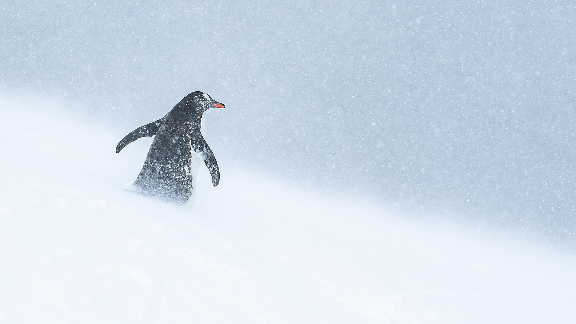 Unexplored Eastern Antarctica between Two Continents