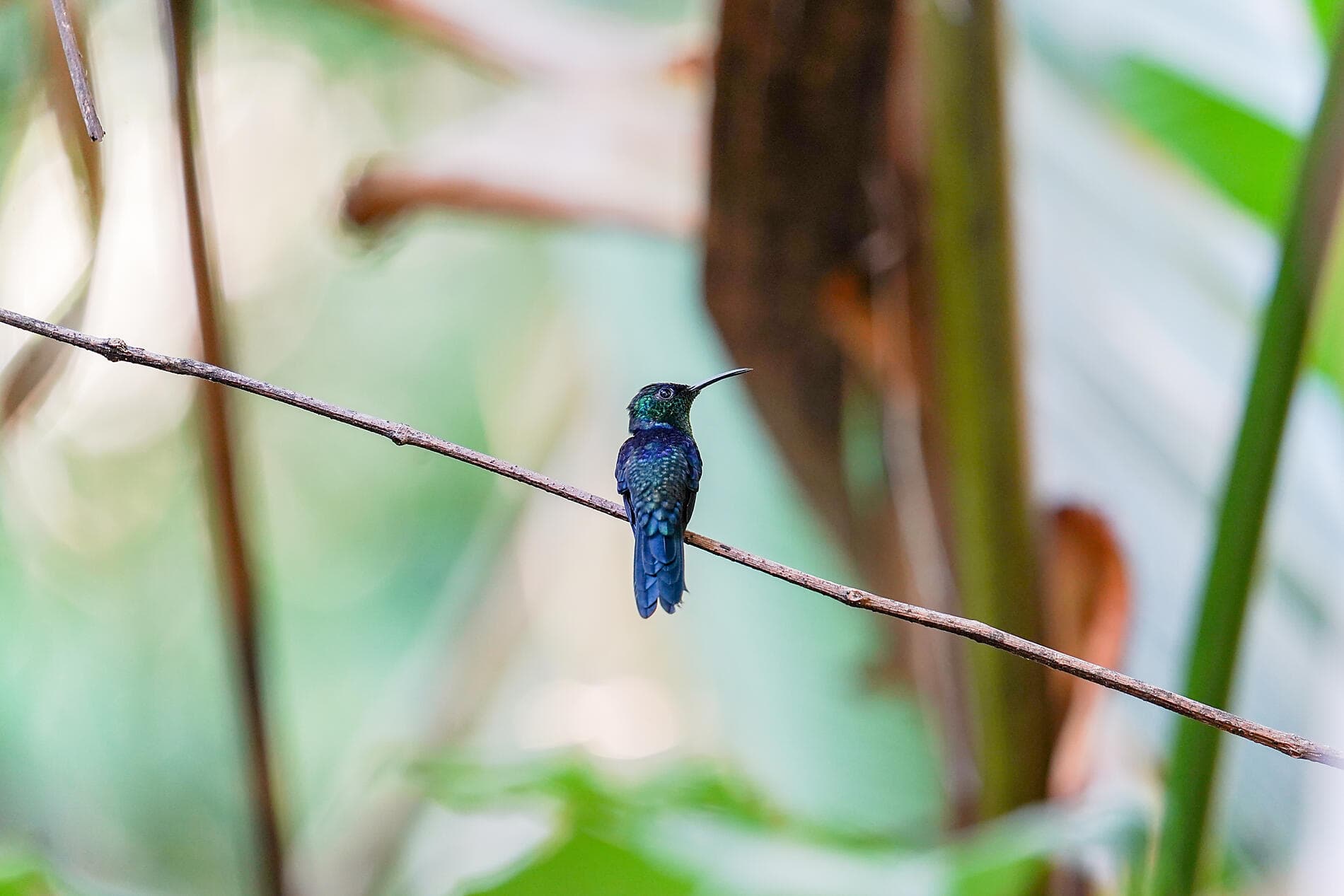 Pacific Coast of Costa Rica