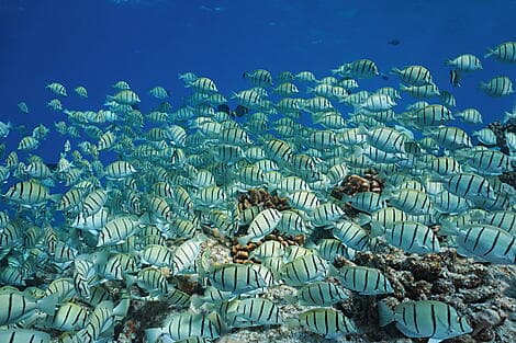 Jan 13, 27 - Rangiroa, Tuamotu Islands
