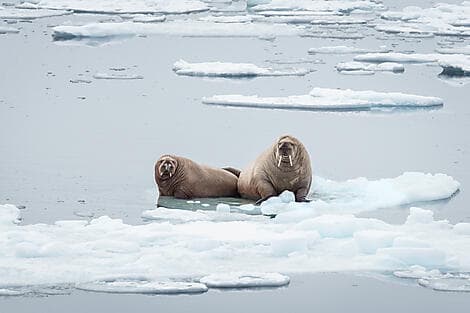 Apr 24, 27 - Exploring the Northern polynya