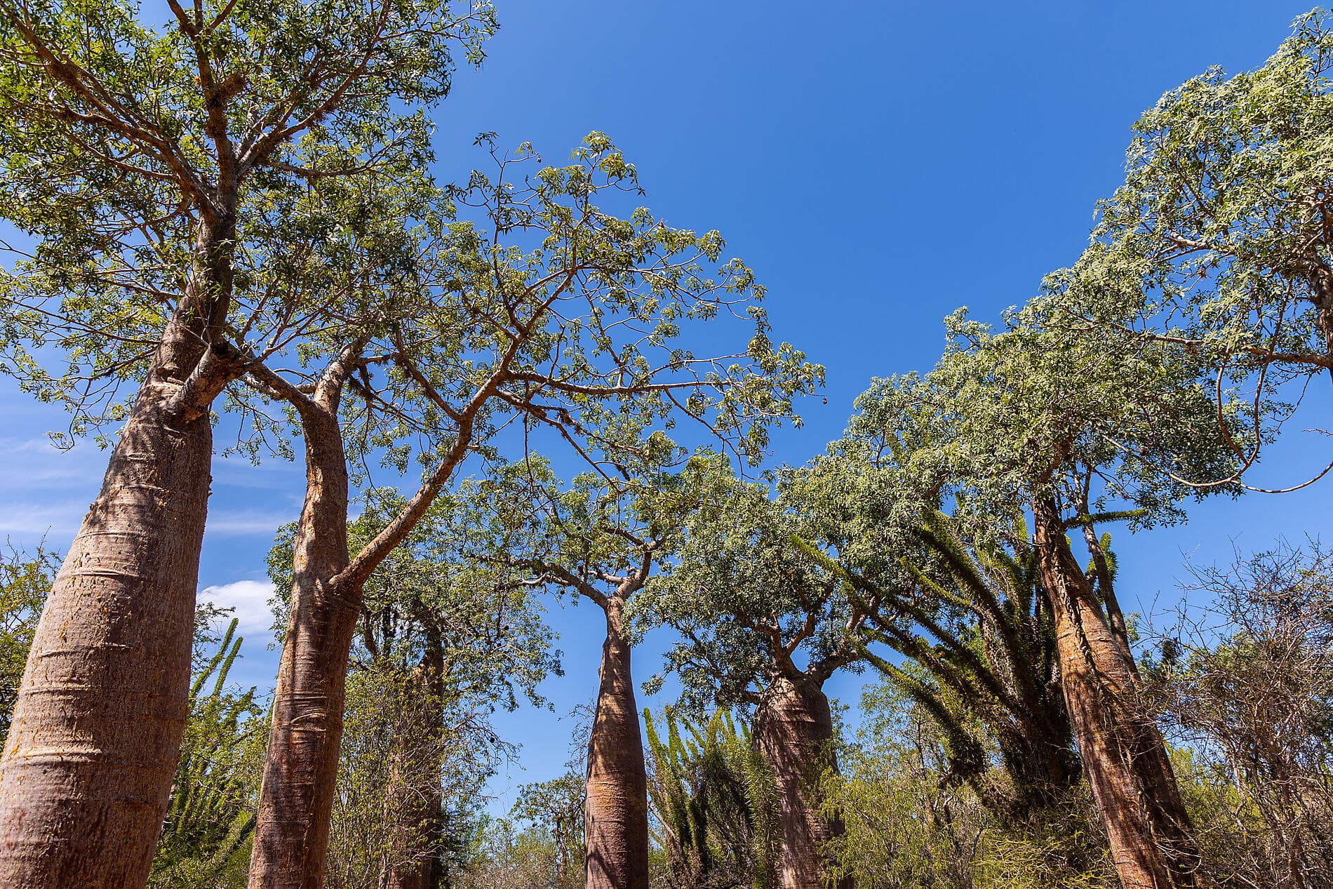Jewels of Madagascar