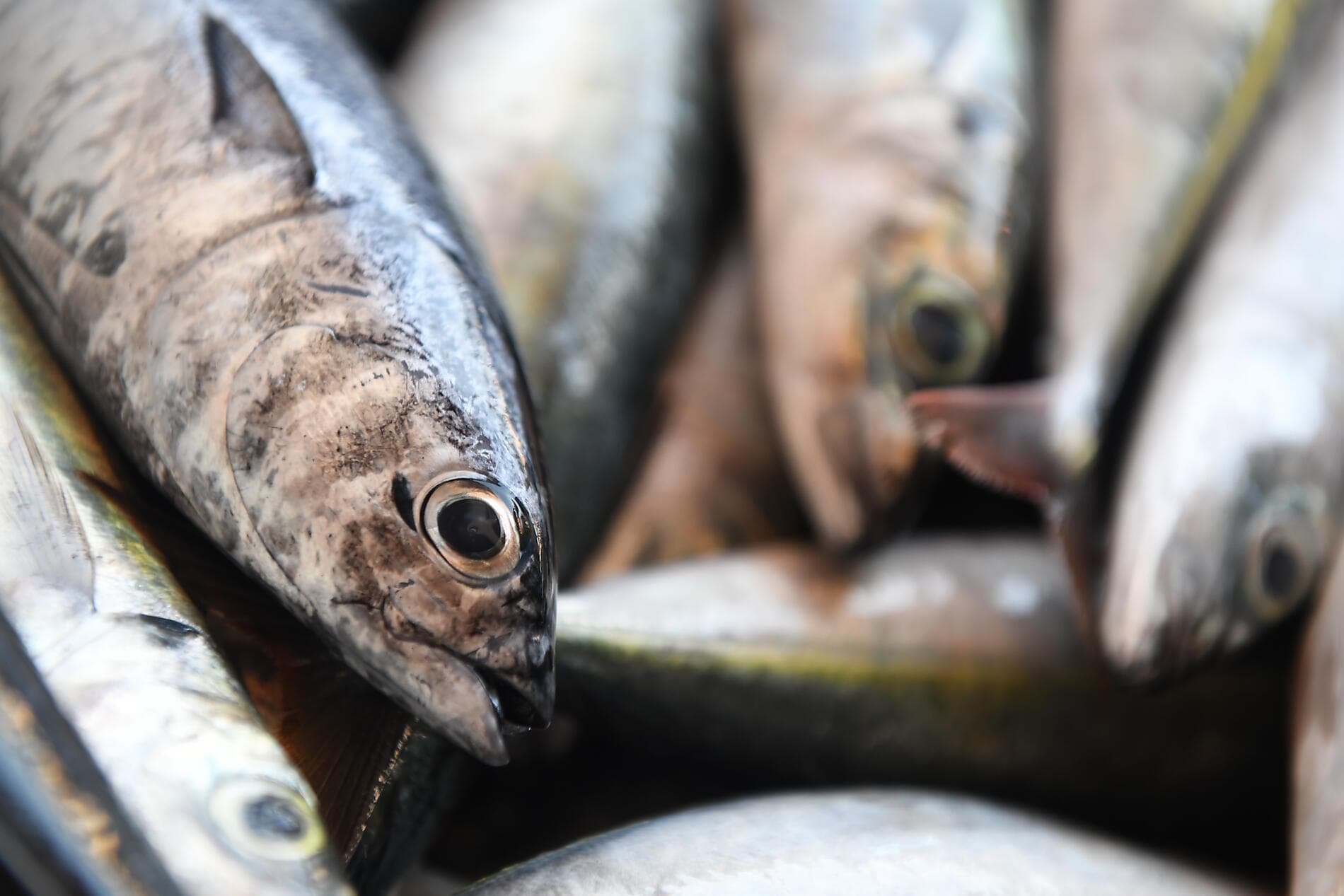 The many faces of Cape Verde 