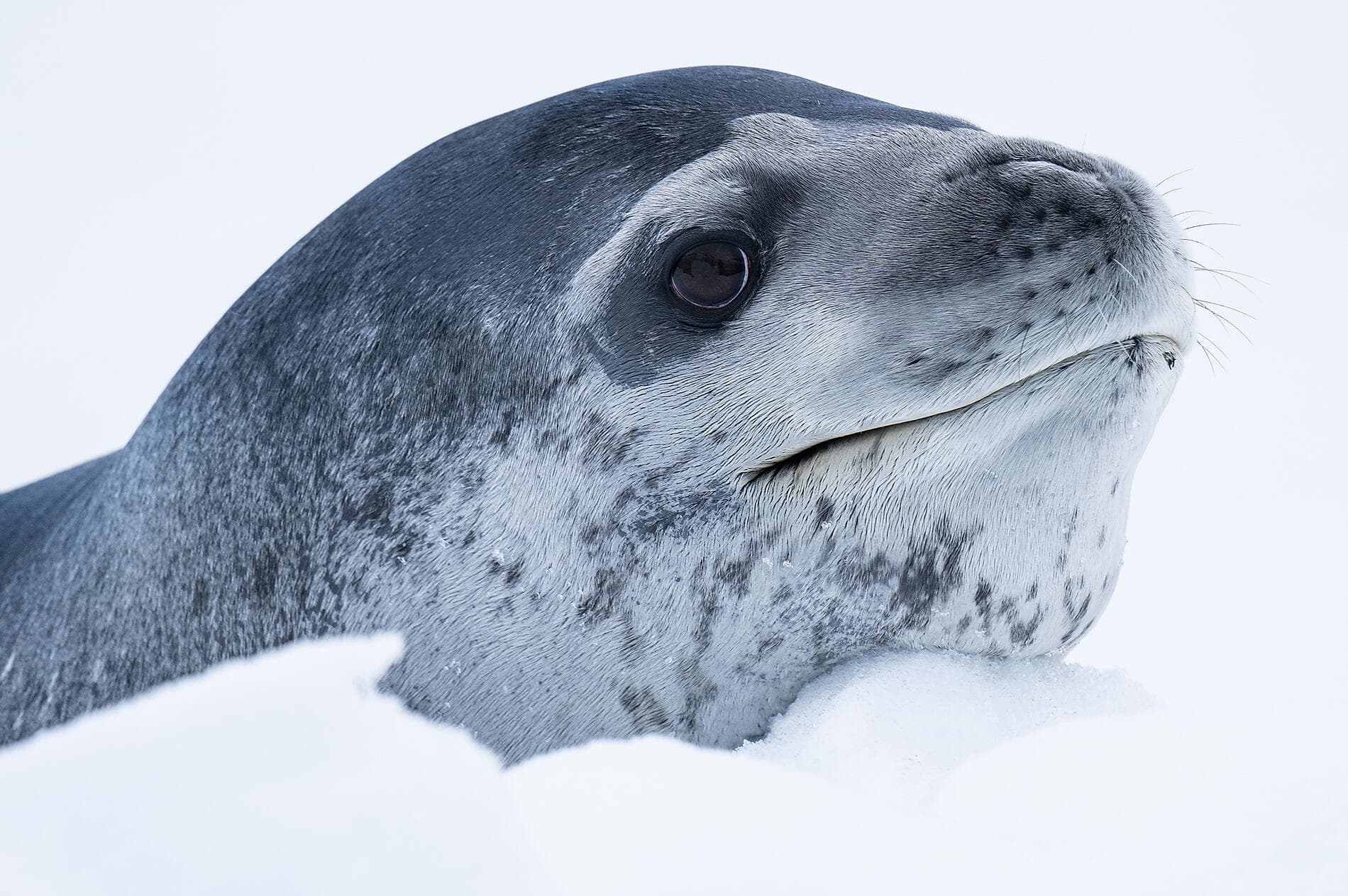 Antarctica: Ocean (Re)Imagined - with Woods Hole Oceanographic Institution 