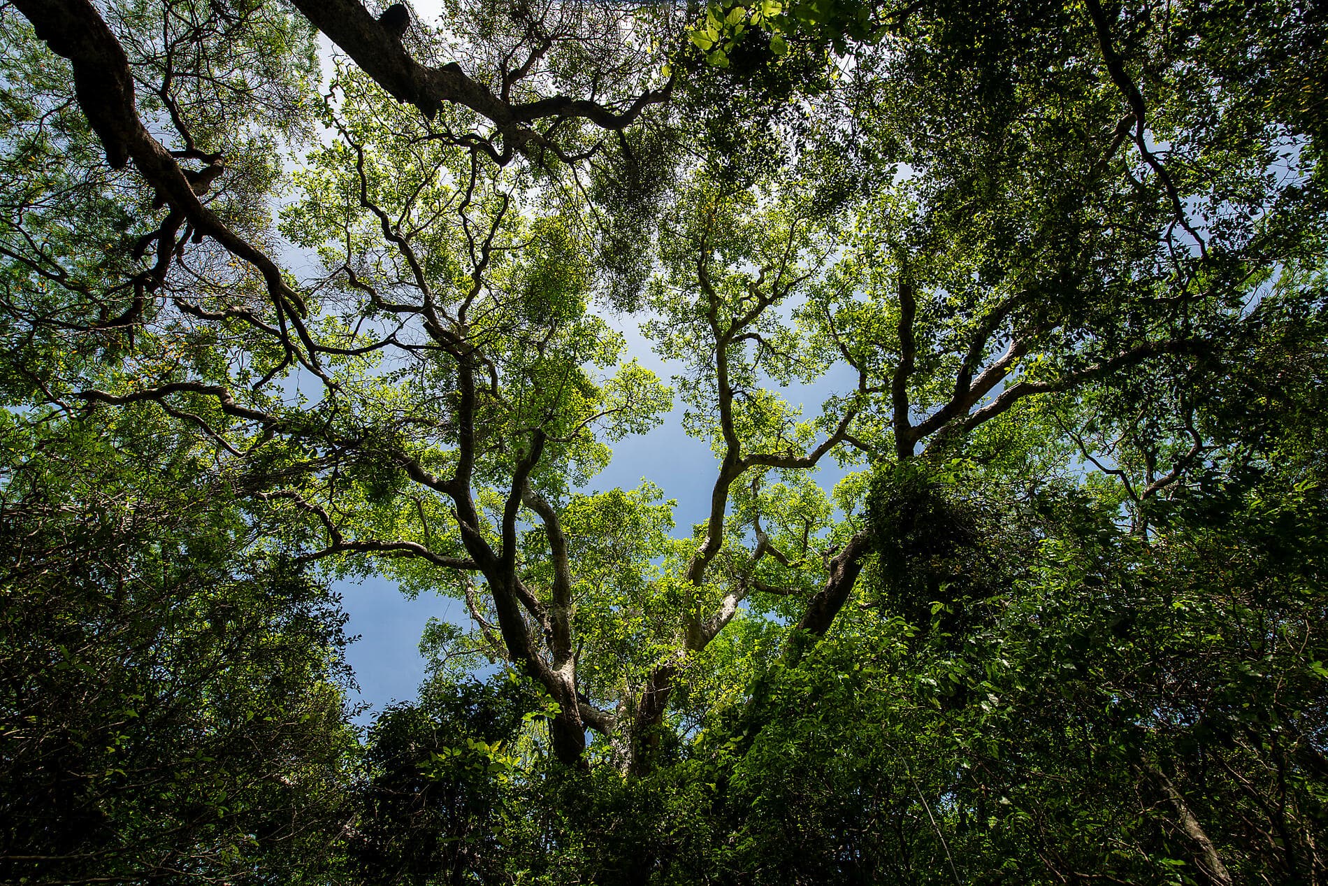 From Madagascar to the Seychelles, unsuspected Islands 