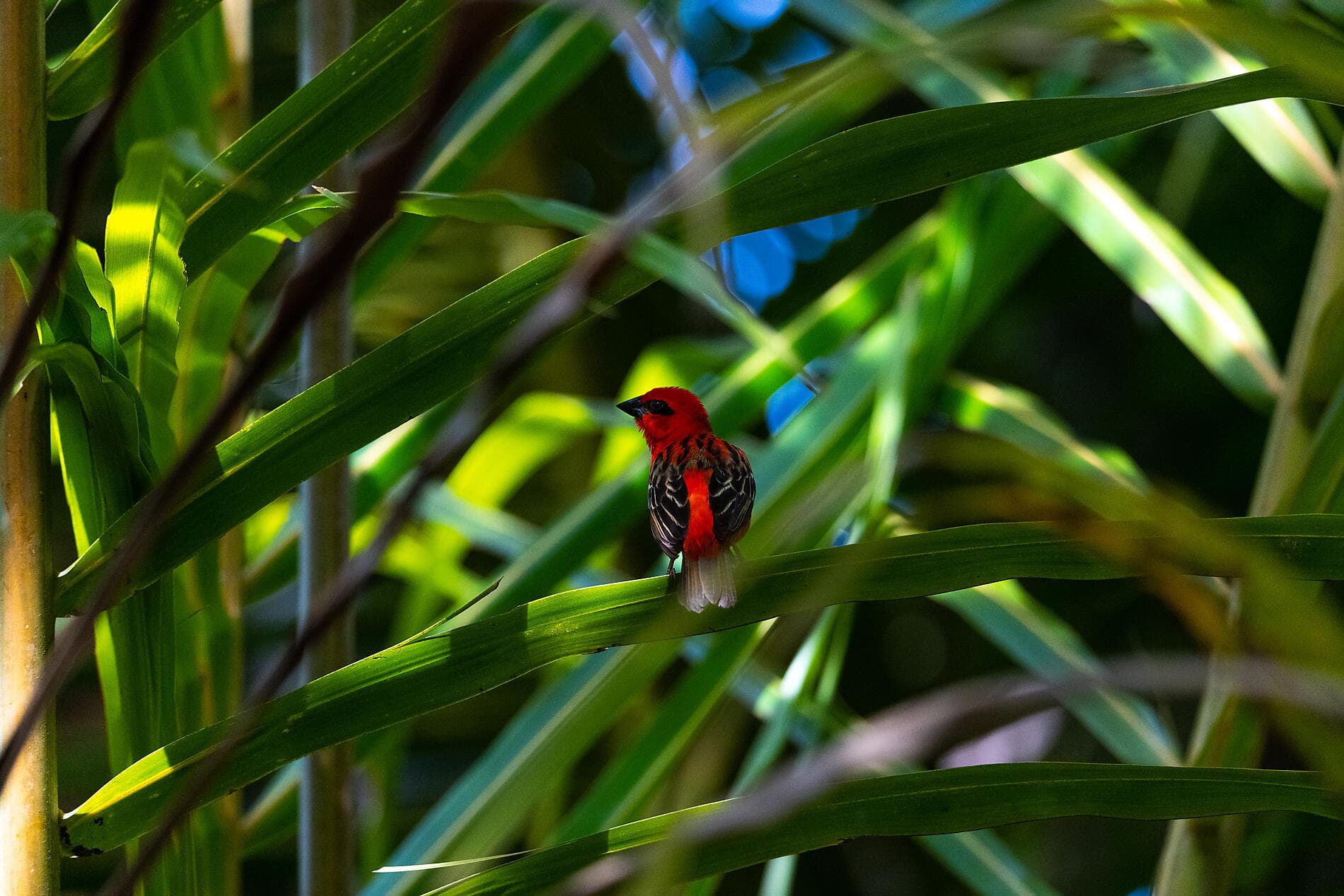 From Madagascar to the Seychelles, unsuspected Islands 